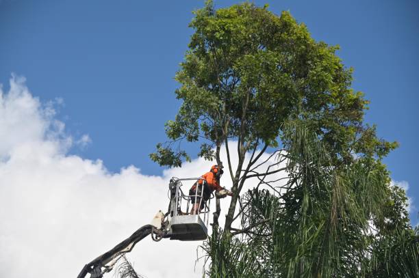 Lawn Pest Prevention in Helemano, HI