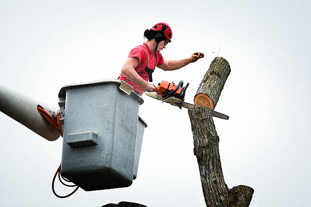 Reliable Helemano, HI Tree Services Solutions