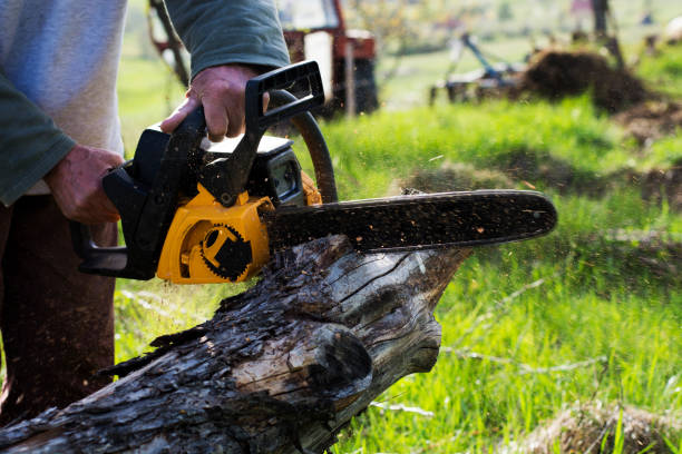 Tree and Shrub Care in Helemano, HI